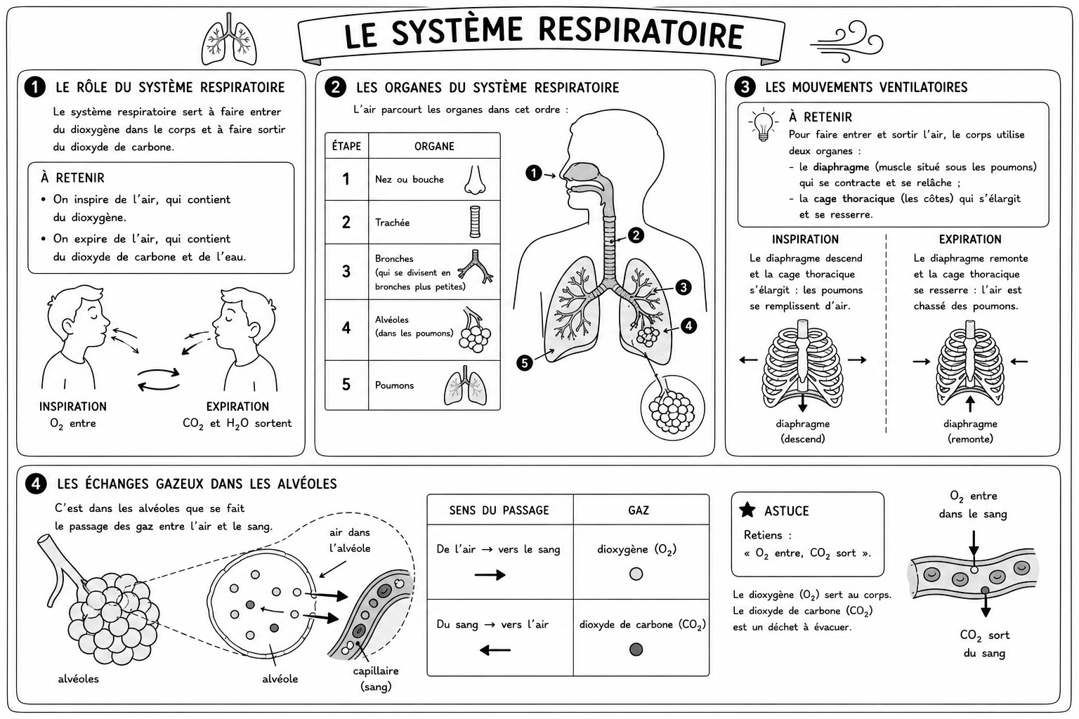 Sciences 2 — La respiration