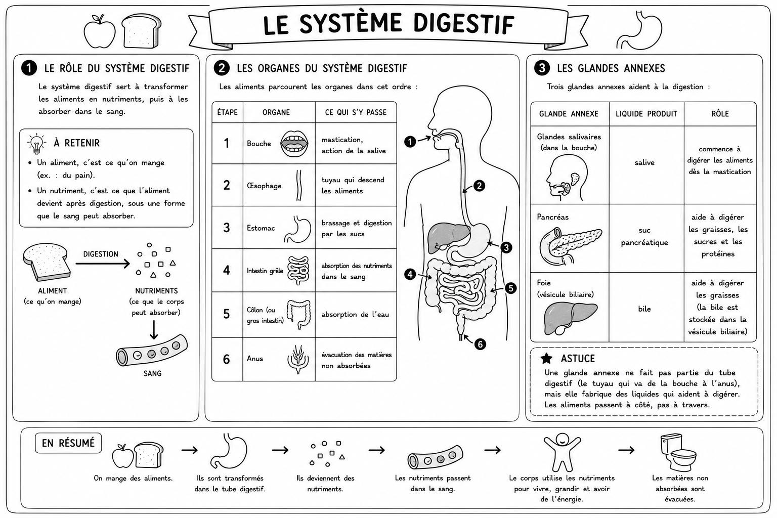 Sciences 3 — La digestion