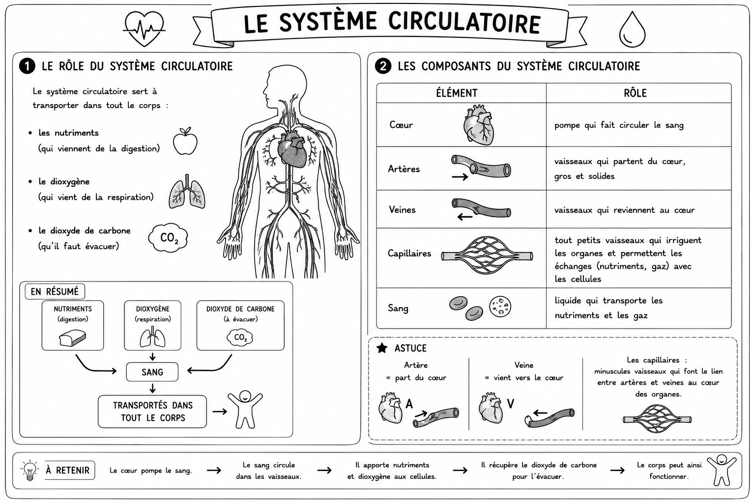 Sciences 4 — La circulation