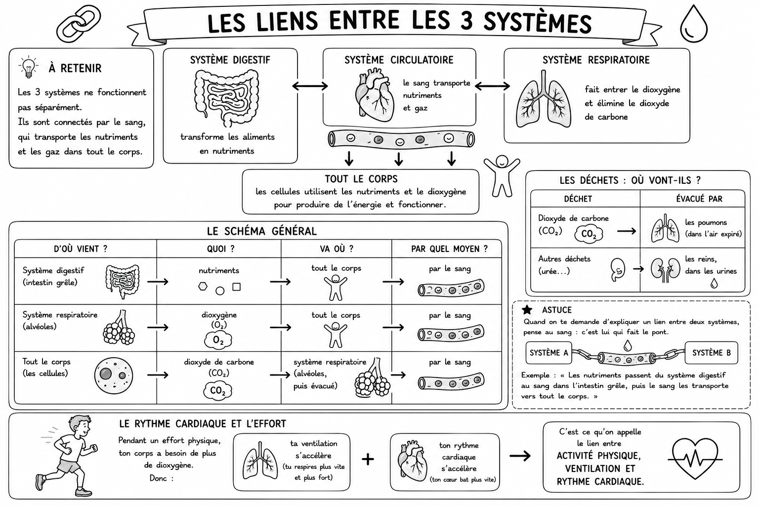 Sciences 5 — Liens entre les 3 systèmes