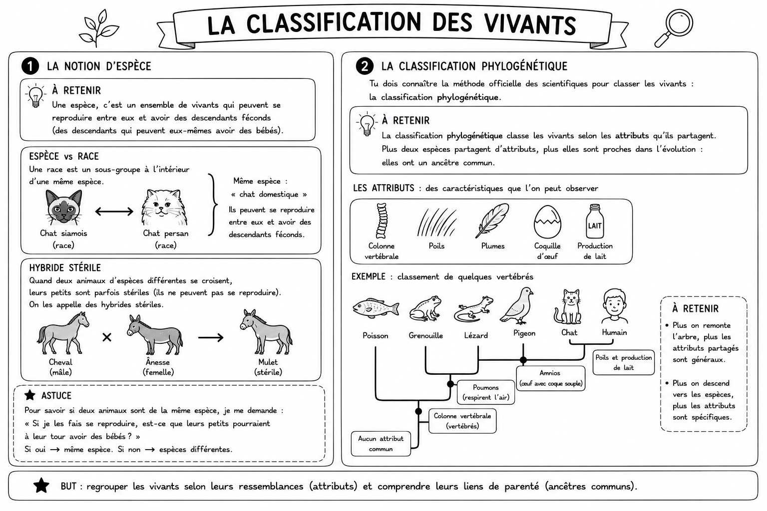 Sciences 6 — Classification des vivants