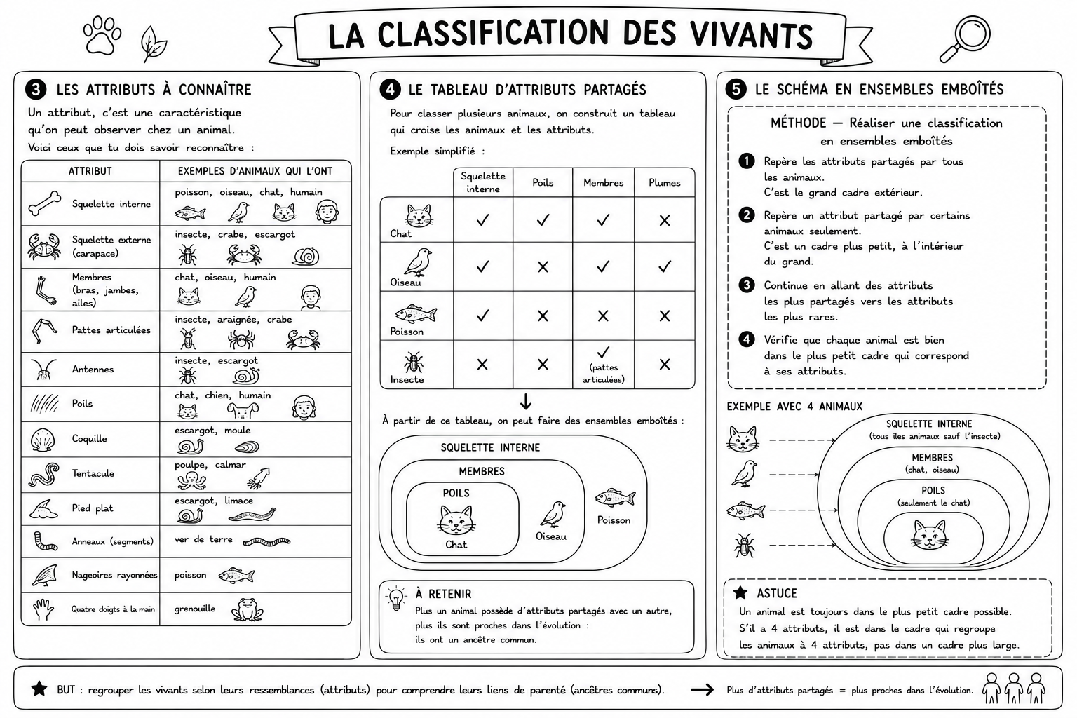 Sciences 7 — Classification (suite)